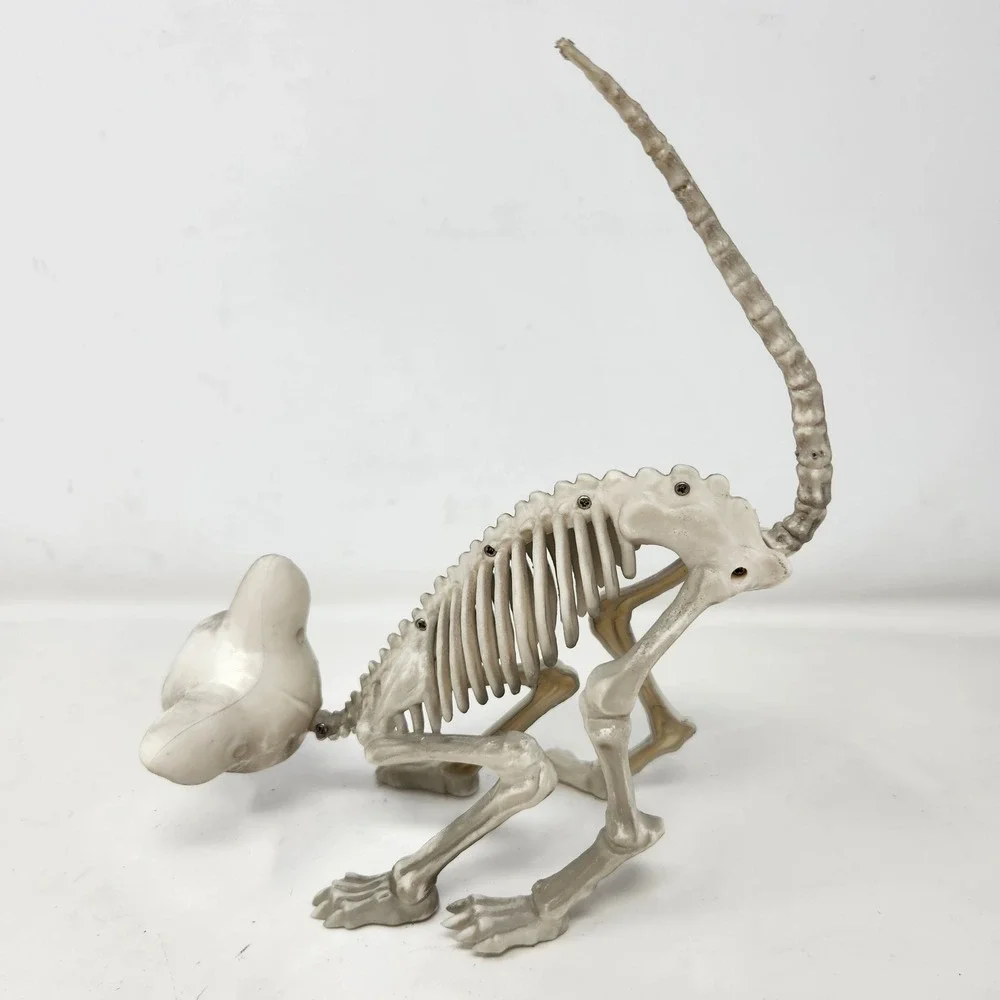 Seasons Halloween Cat Skeleton Prop Posable Tail Movable Jaw Spooky Decor